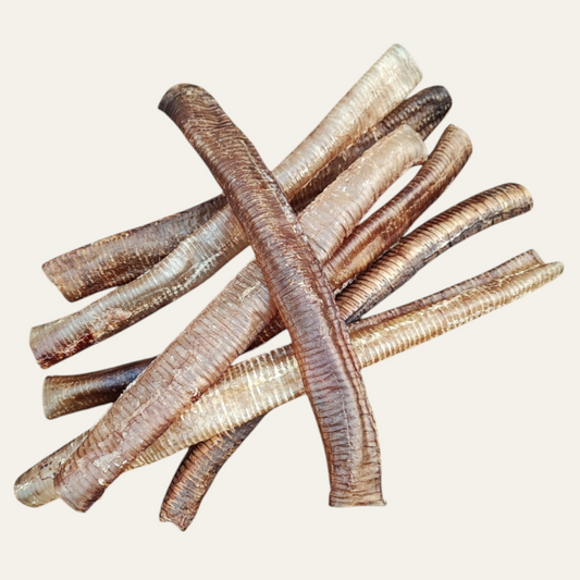Ostrich Trachea