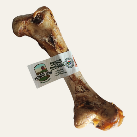Ostrich Dino Bone