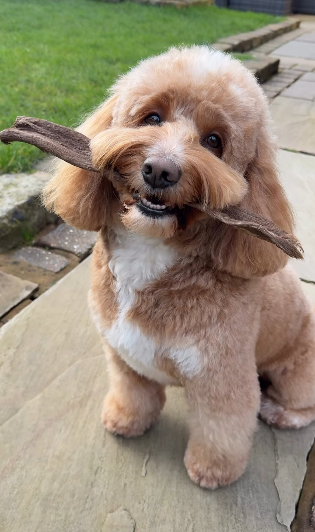 Anco Hairy Red Deer Stick