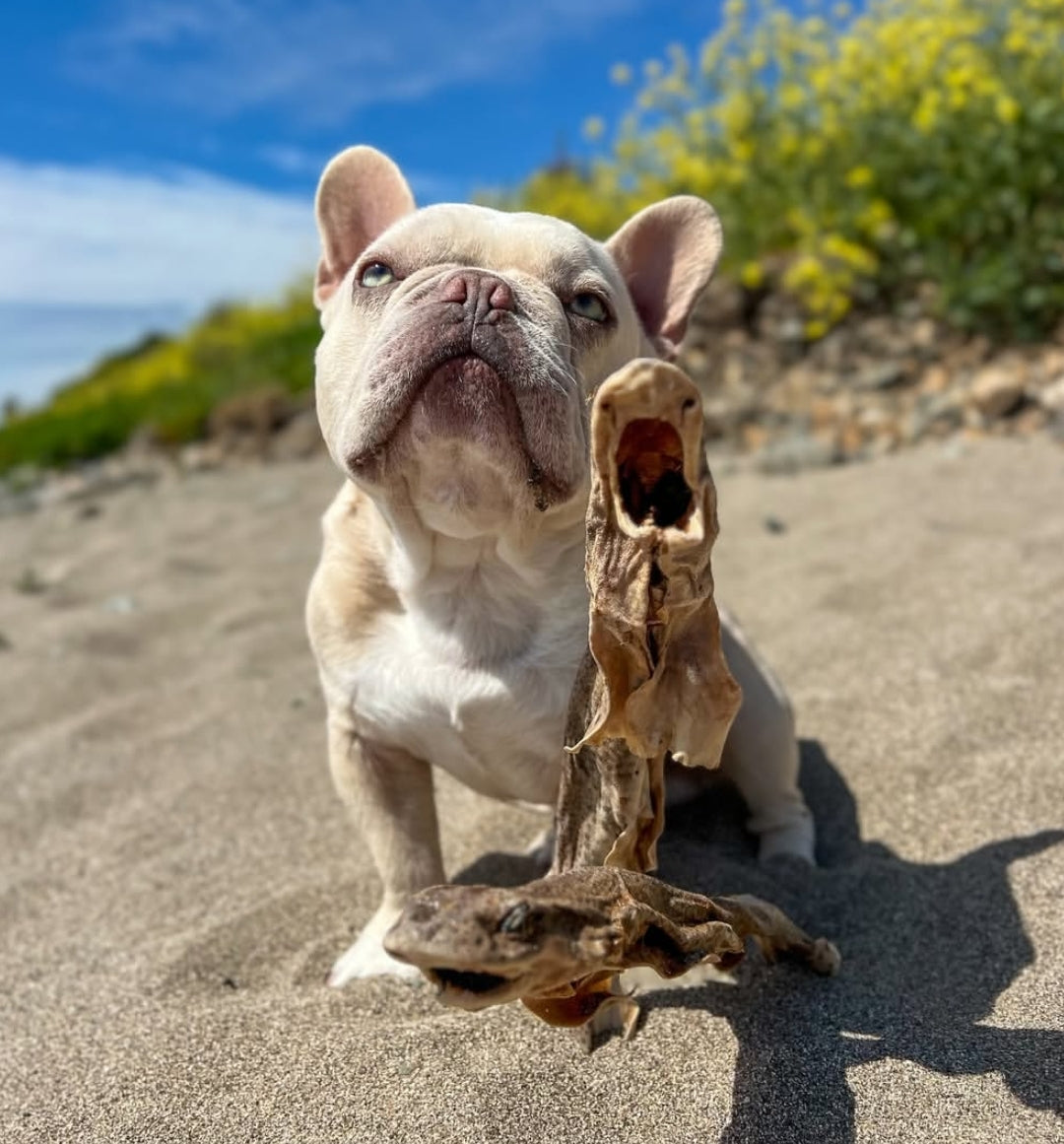 Whole Dogfish (shark)