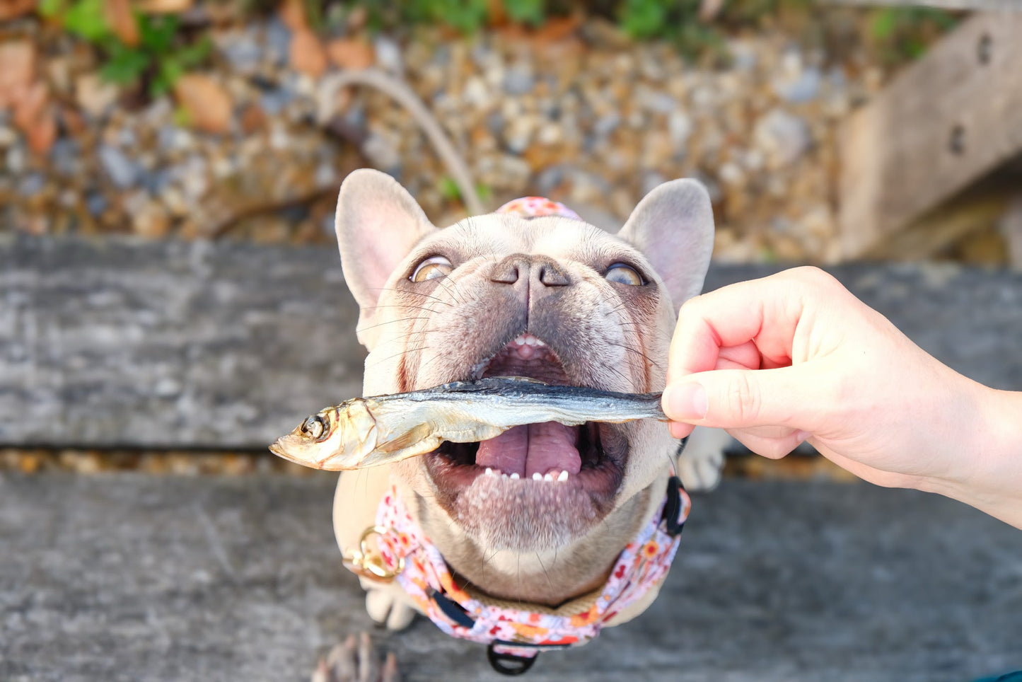 Herring