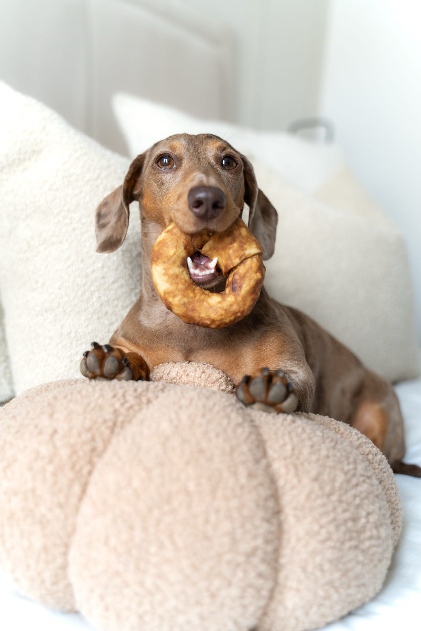 Chewllagen Chicken Small Donut | 3.5″