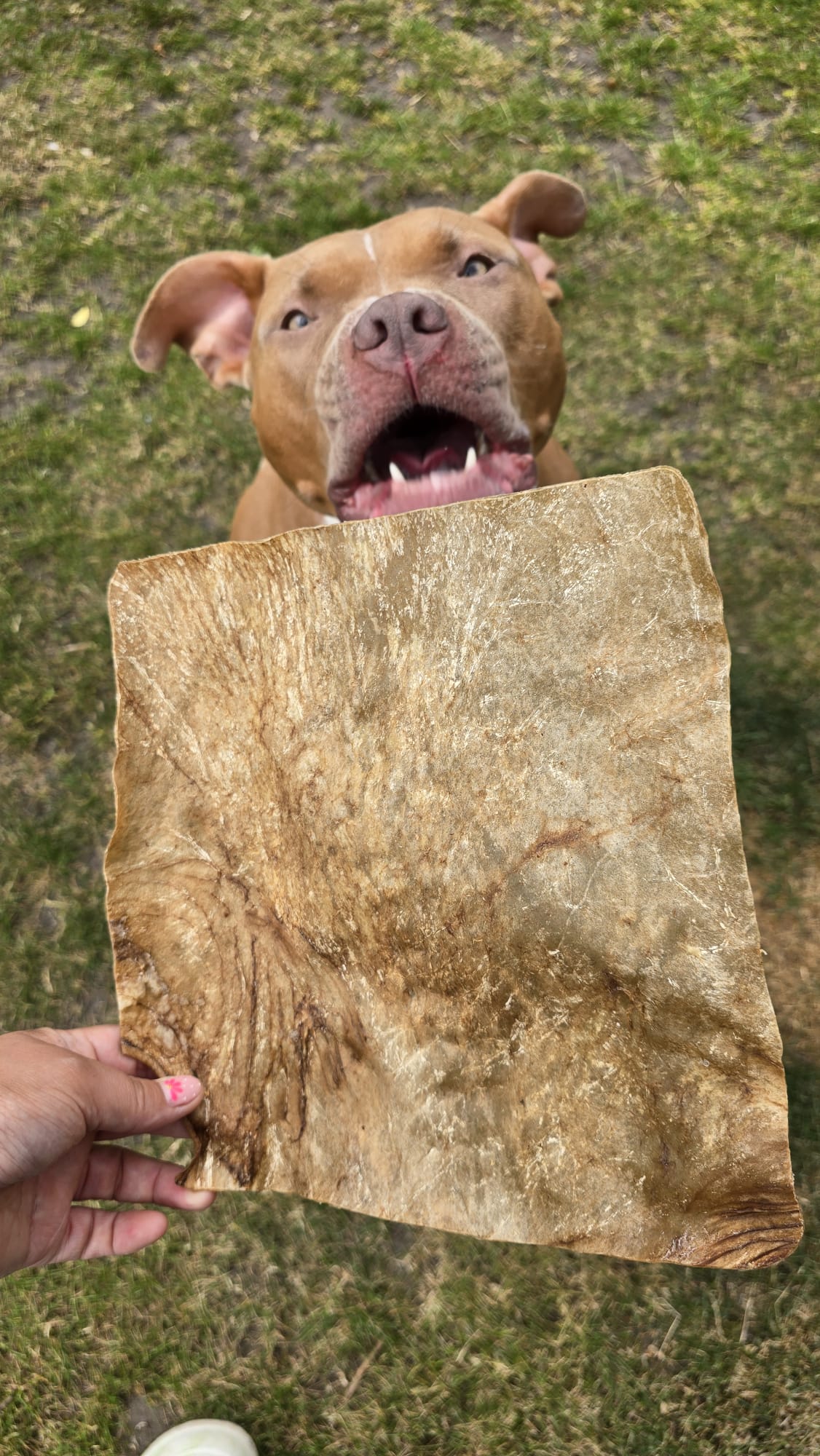 Large Buffalo Skin Plate