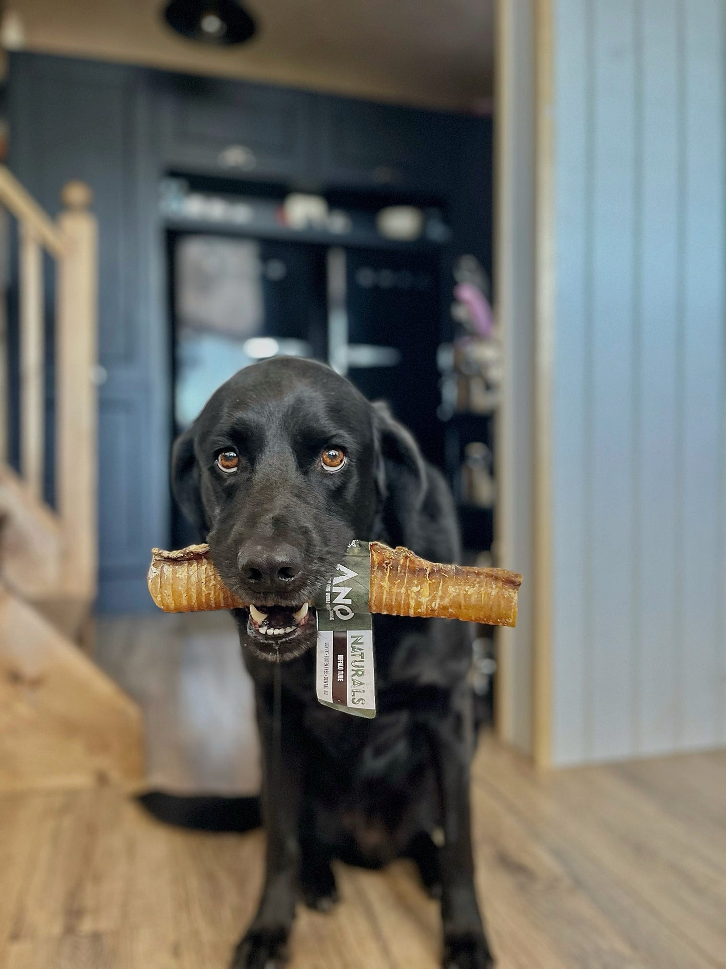Anco Buffalo Trachea