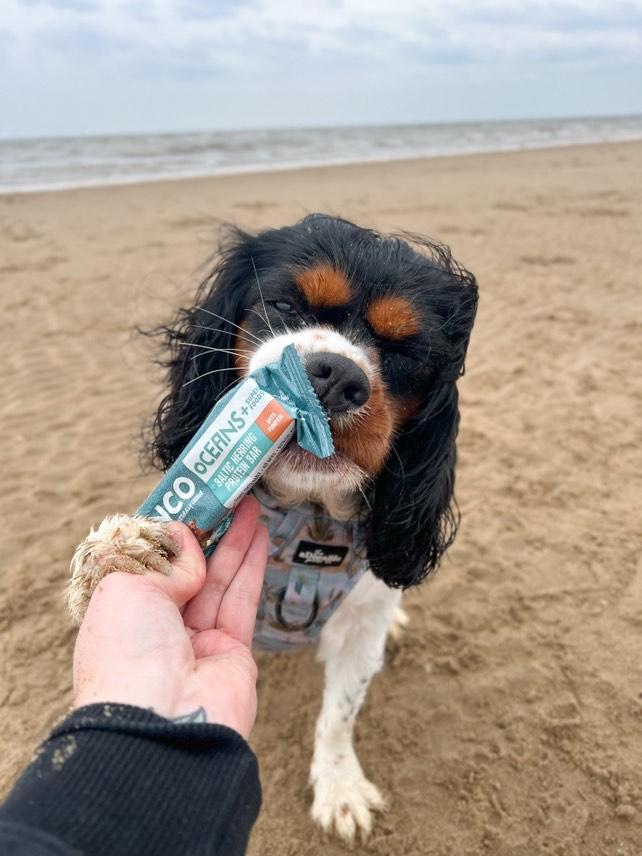 Anco Oceans+ Protein Bar with Pumpkin