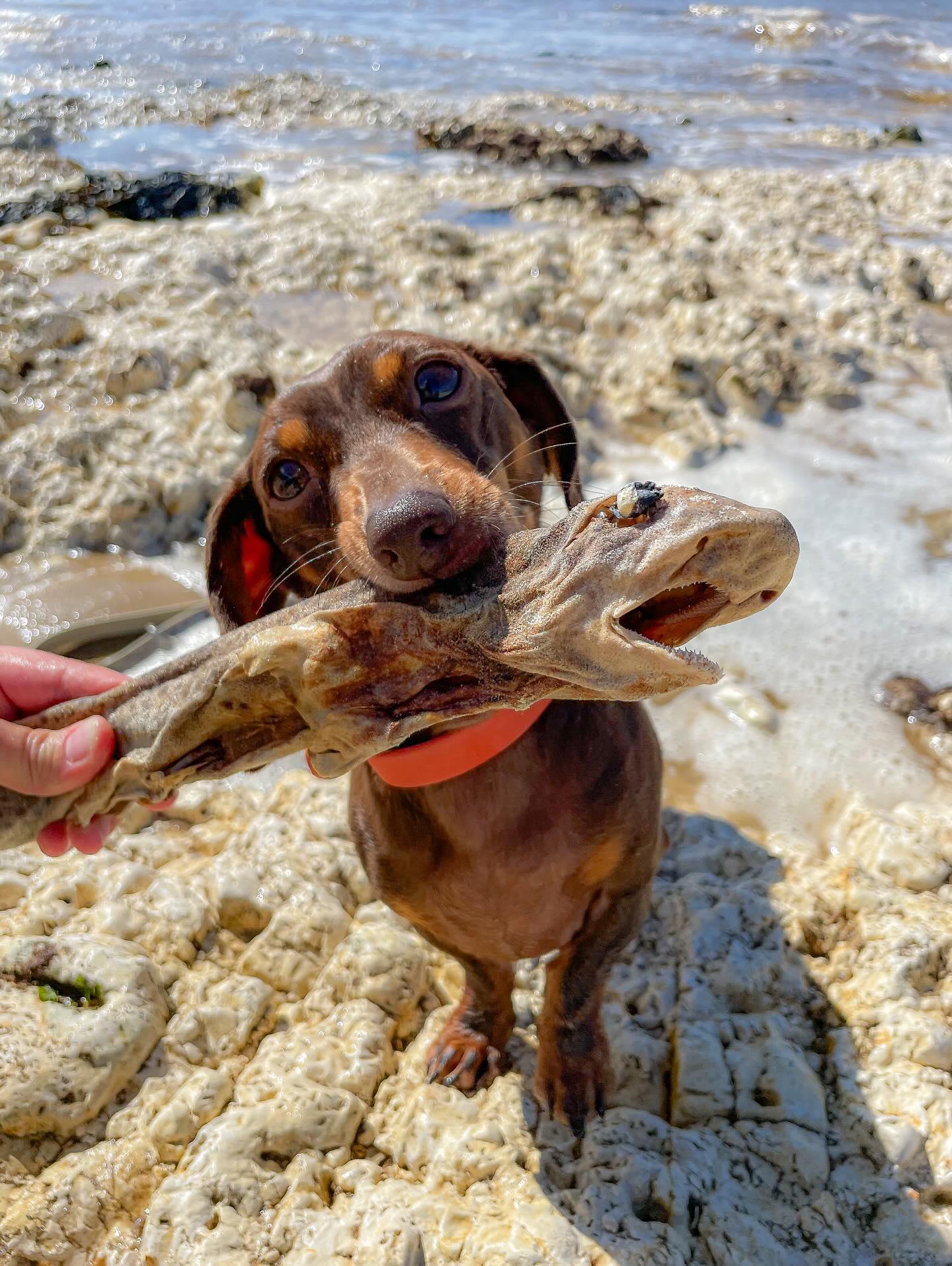 Whole Dogfish (shark)