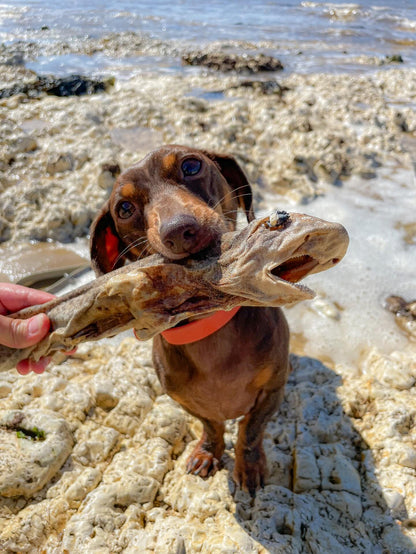 Whole Dogfish (shark)