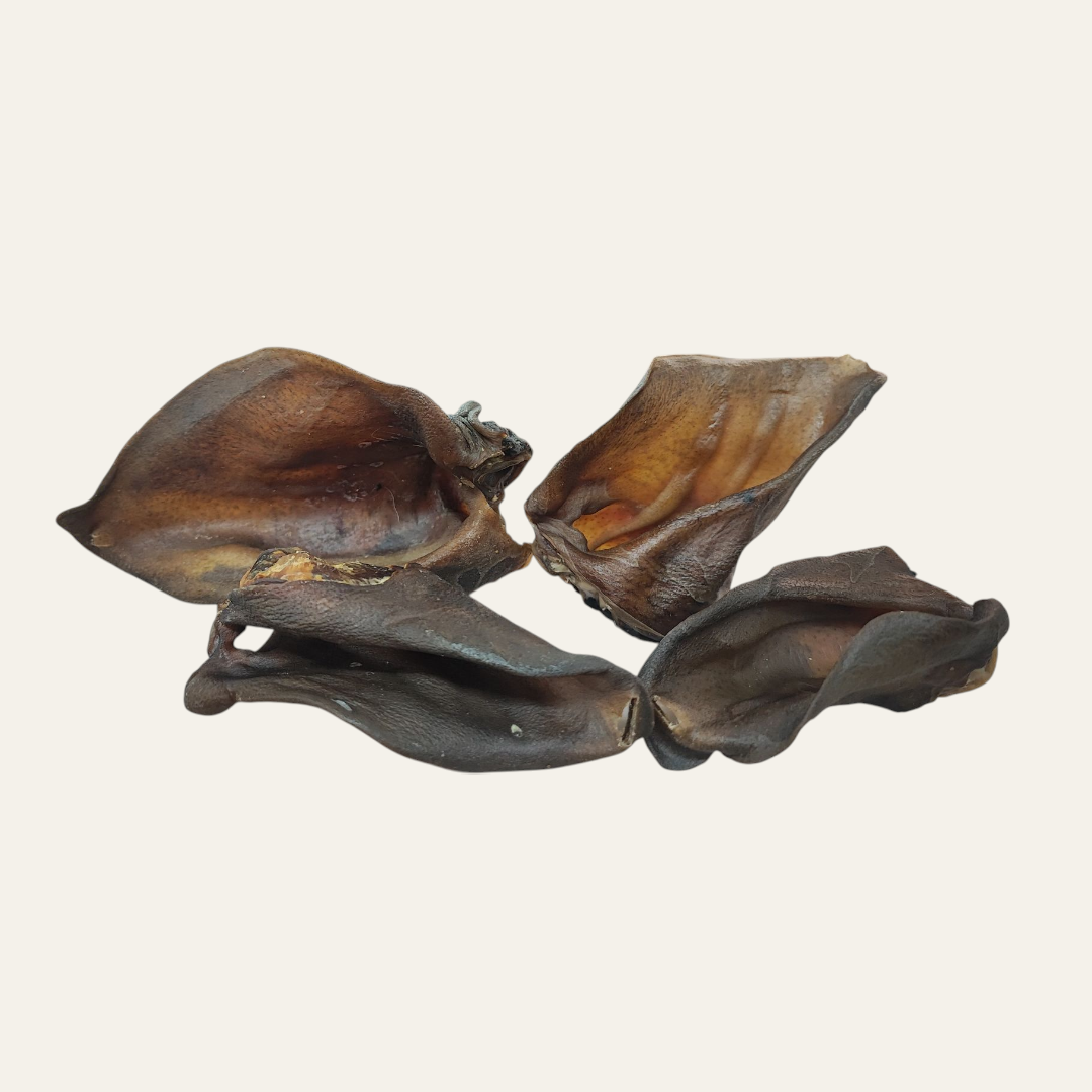 Wild Boar Ear