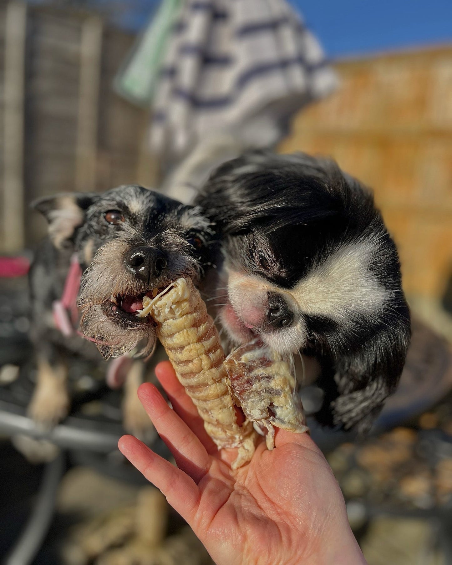 Beef Trachea Curls