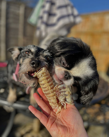 Beef Trachea Curls