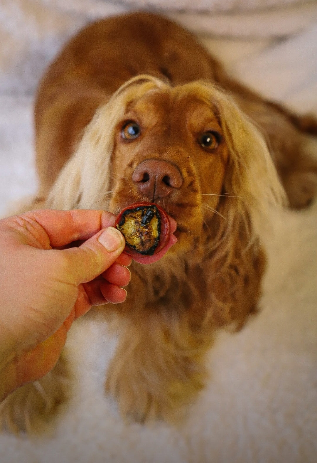 Duck & Cucumber Chips