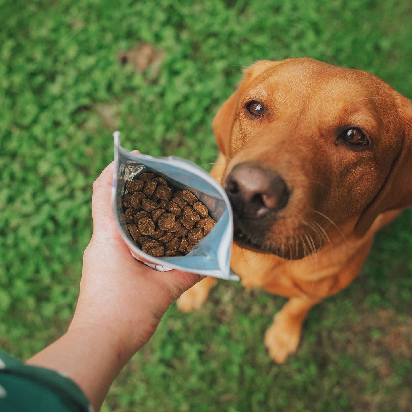 Denzel'S Lamb & Veg Springtime Bites 100g