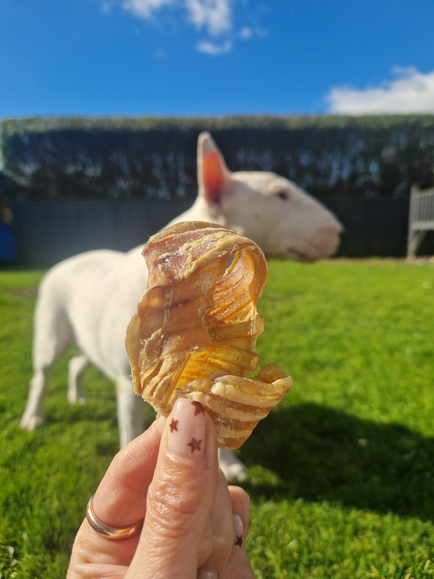 Beef Trachea Curls