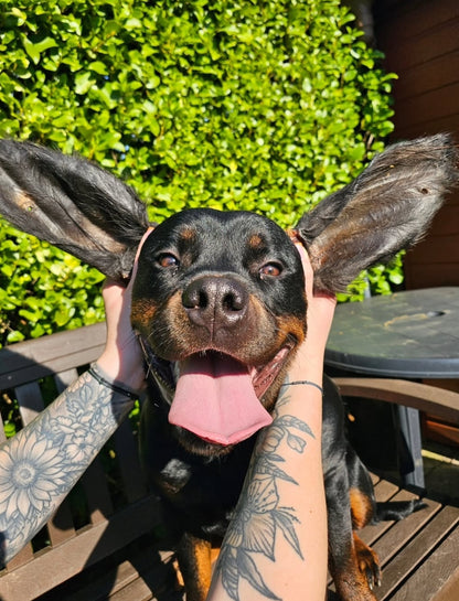 Hairy Buffalo Ear