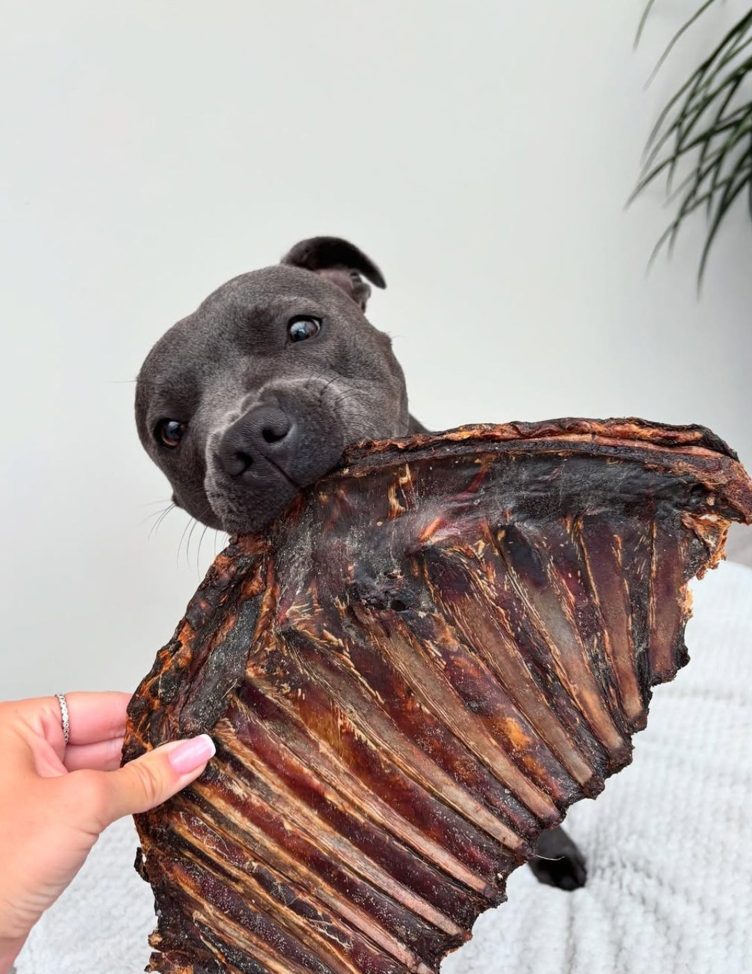 Roe Deer Rib