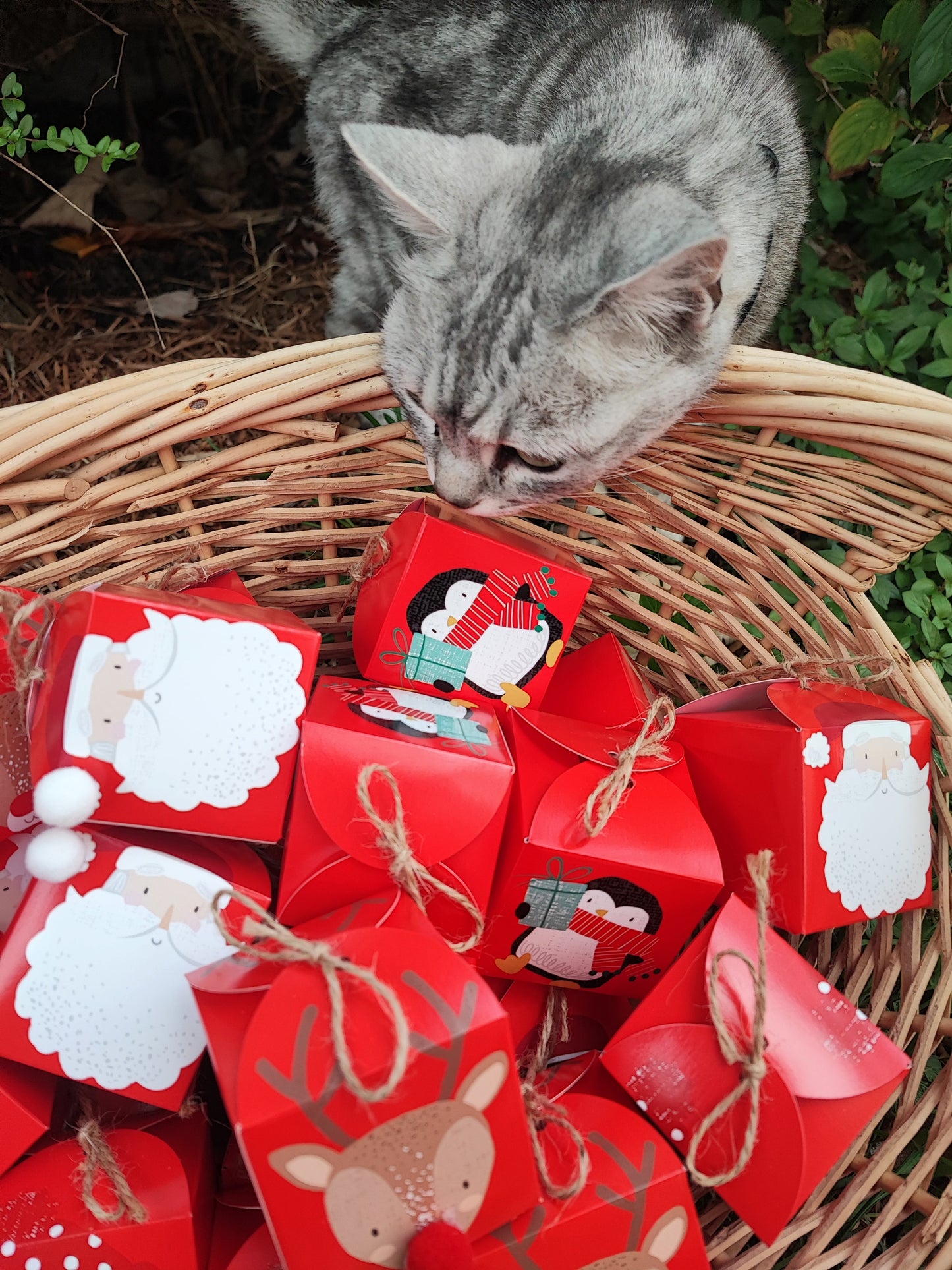 BARK 25 Day PICKY BITS Advent Calendar   | PRE ORDER | This must be ordered separately to other items