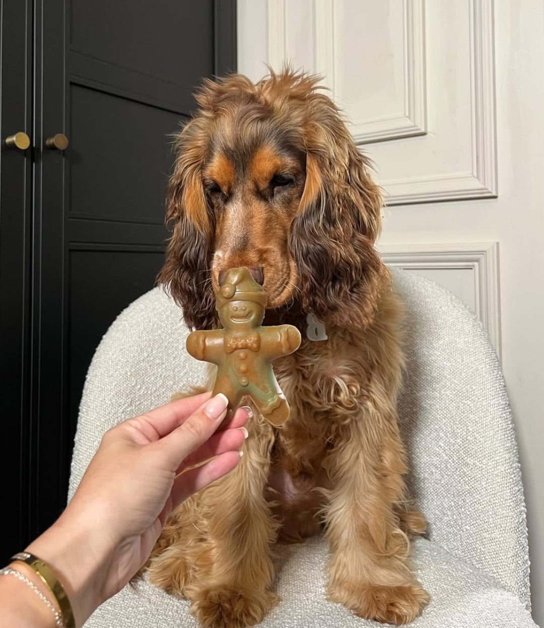 Veggie Chew Ginger & Dasher | 2 Sizes