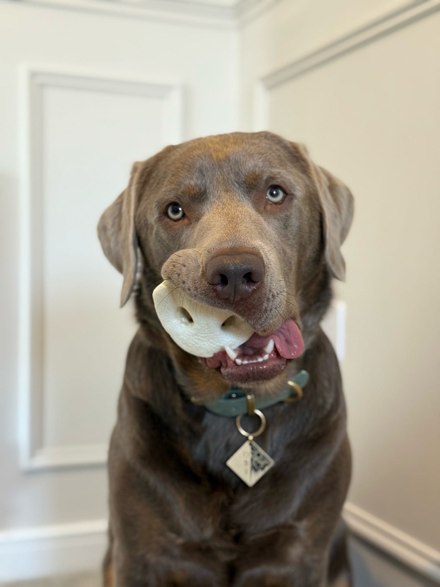 Puffed Pig Snout