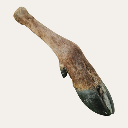 Hairy JUMBO Deer Leg